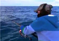 《海釣視頻》 美女海釣力擒藍鰭金槍魚