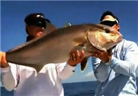 《海釣視頻》 男子海釣擒獲超大金槍魚