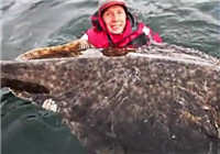 《海釣視頻》 外國釣友海面釣獲超大比目魚