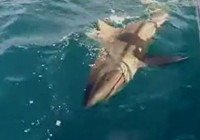 《海釣視頻》 比基尼美女釣手海釣大鯊魚