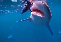 《海釣視頻》 男子鯊魚群里海釣連竿上魚