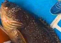 《海釣視頻》 釣友深海作釣擒獲巨型石斑魚
