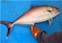 《海釣視頻》 美女鐵板海釣釣到紅甘魚