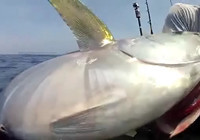 《海釣視頻》 男子深海作釣擒獲巨物
