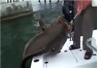 《海釣視頻》 活魚做餌釣獲超級石斑魚