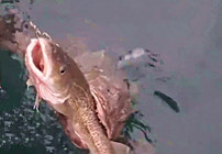 《海釣視頻》 上鉤的小魚再釣大魚