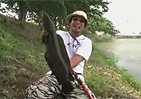 《路亞釣魚視頻》 男子路亞野釣擒獲巨大黑魚