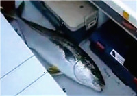 《路亞釣魚視頻》男子海釣擒獲大型青甘魚