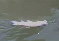 《路亞釣魚視頻》 男子河流路亞擒草魚