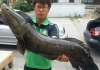 《路亞釣魚視頻》雷蛙加鉛應對猾口黑魚