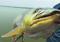 《路亞釣魚視頻》 大鳡魚洗鰓就是這么刺激！