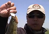 《路亞釣魚視頻》南湖尋黑魚