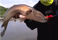 《路亞釣魚視頻》 男子小河探釣獲巨物