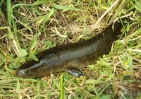《路亞釣魚視頻》路亞黑魚的讀秒技巧分析