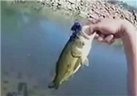 《路亞釣魚視頻》 釣友相約江河釣魚連竿上鱸魚