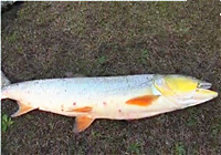 《路亞釣魚視頻》 釣友水庫路亞米級鳡魚