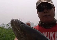 《路亞釣魚視頻》人工濕地路黑魚