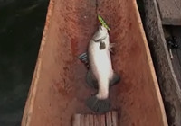 《路亞釣魚視頻》 男子自然水域路亞釣鱸魚