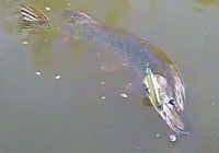 《路亞釣魚視頻》 男子路亞作釣斬獲超大狗魚