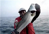 《路亞釣魚視頻》 男子大連河口路亞釣擒獲大翹嘴魚