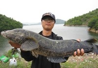 《路亞釣魚視頻》再戰北大荒濕地擒獲巨物大黑
