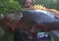 《路亞釣魚視頻》 路亞探釣擒獲淡水巨物