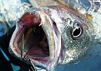 《路亞釣魚視頻》霸道雞骨礁第1篇