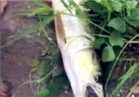 《路亞視頻》 男子路亞釣獲鱤魚