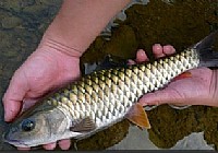 《路亞釣魚視頻》浙江衢州戰軍魚