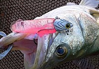 《路亞釣魚視頻》霸道海礁深水鱸之大浪中的爆釣鱸魚
