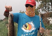 《路亞釣魚視頻》2014第十三集 鱷魚蛙初戰浮萍蘆葦釣場