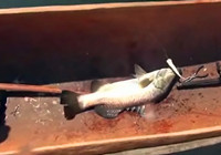 《路亞釣魚視頻》 男子野外路亞探釣大鱸魚
