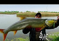 《路亞釣魚視頻》路亞鳡魚的故事