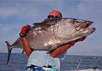 《路亞釣魚視頻》 深海JIG釣組擒大魚
