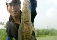 《路亞釣魚視頻》2014夏季雷強 第16集