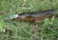 《路亞釣魚視頻》黑魚吐蛙的原因與應對方法