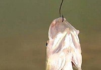 《路亞釣魚視頻》探尋馬口之旅