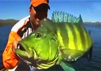 《路亞釣魚視頻》 男子用蟲形擬餌釣獲罕見綠色大魚