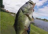 《路亞釣魚視頻》 男子夏季湖邊路亞作釣鱸魚連竿