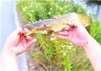 《路亞視頻》釣友小水溝里釣鯰魚