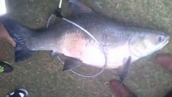 《水庫釣魚視頻》水庫垂釣百斤大青魚