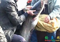 《水庫釣魚視頻》樟湖水庫溪口庫灣釣獲巨型鯰魚