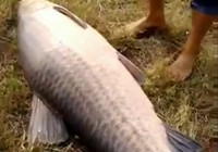 《水庫釣魚視頻》 水庫作釣收獲巨型青魚
