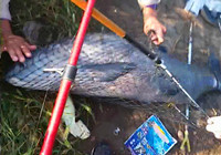 《水庫釣魚視頻》 男子水庫邊上釣獲大體型青魚