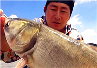 《闖江湖王澤岐》第32期 王澤岐浮底探云楓