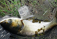 《水庫釣魚視頻》 夏季黃昏水庫軟竿搏鰱鳙