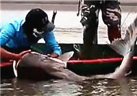 《水庫釣魚視頻》 男子細竿擒獲水庫超級巨物
