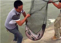 《水庫釣魚視頻》 男子水庫釣獲80斤大青魚