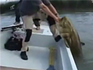 《水庫釣魚視頻》 高手路亞擒獲巨型鯰魚