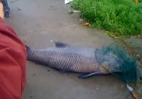 《水庫釣魚視頻》釣友磯竿釣到一條88斤大青魚